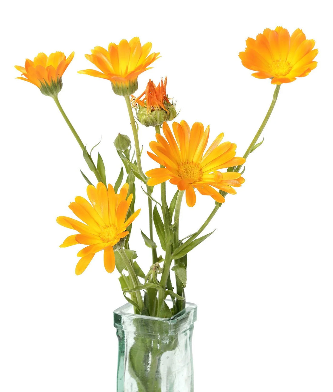 Organic Orange Resina Calendula - Calendula officinalis Seeds