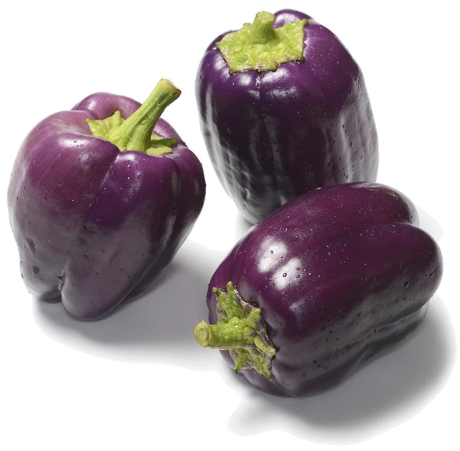 Organic Purple Beauty Sweet Pepper - Capsicum annuum