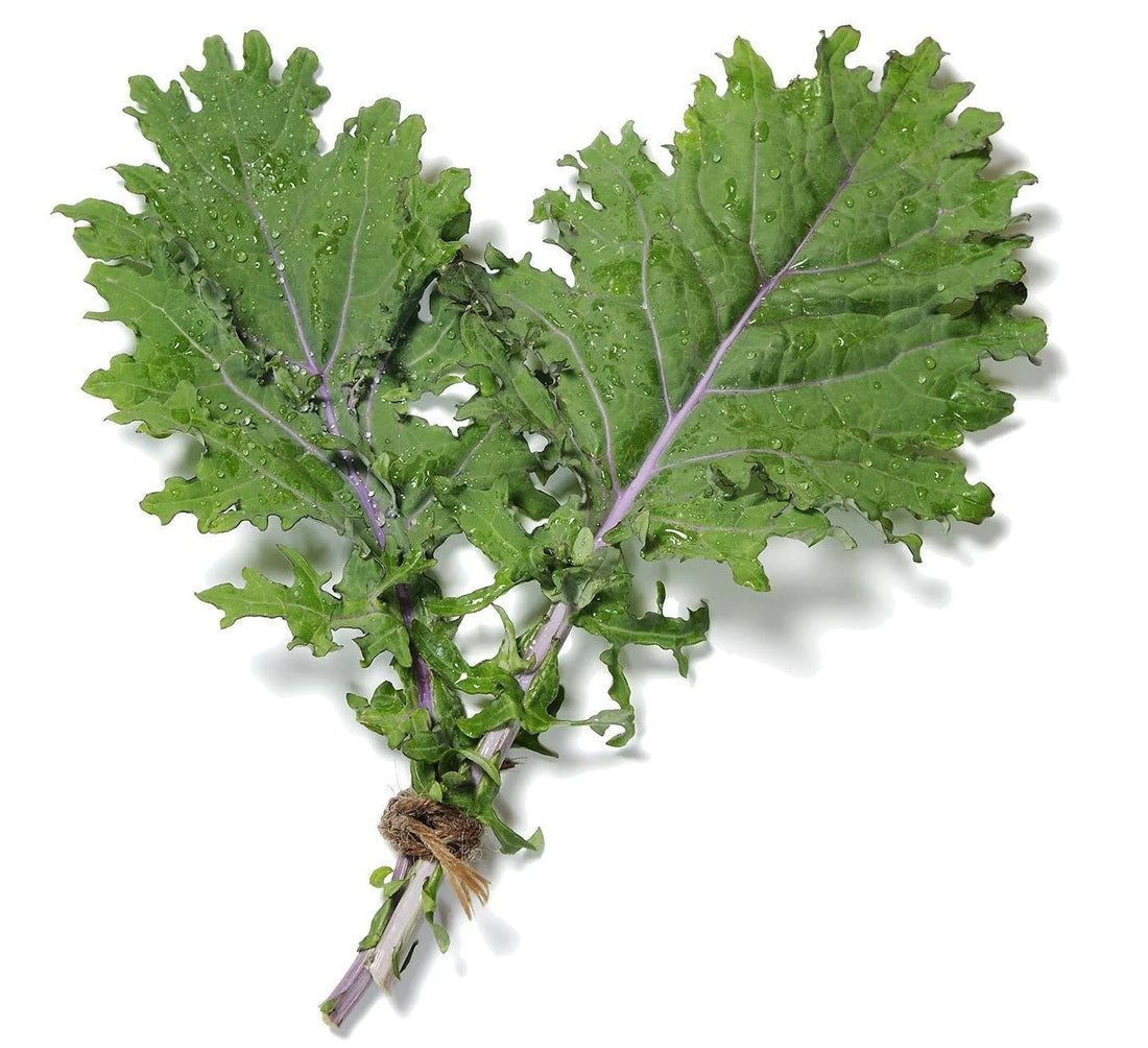 Organic Red Russian Kale - Brassica oleracea Seeds