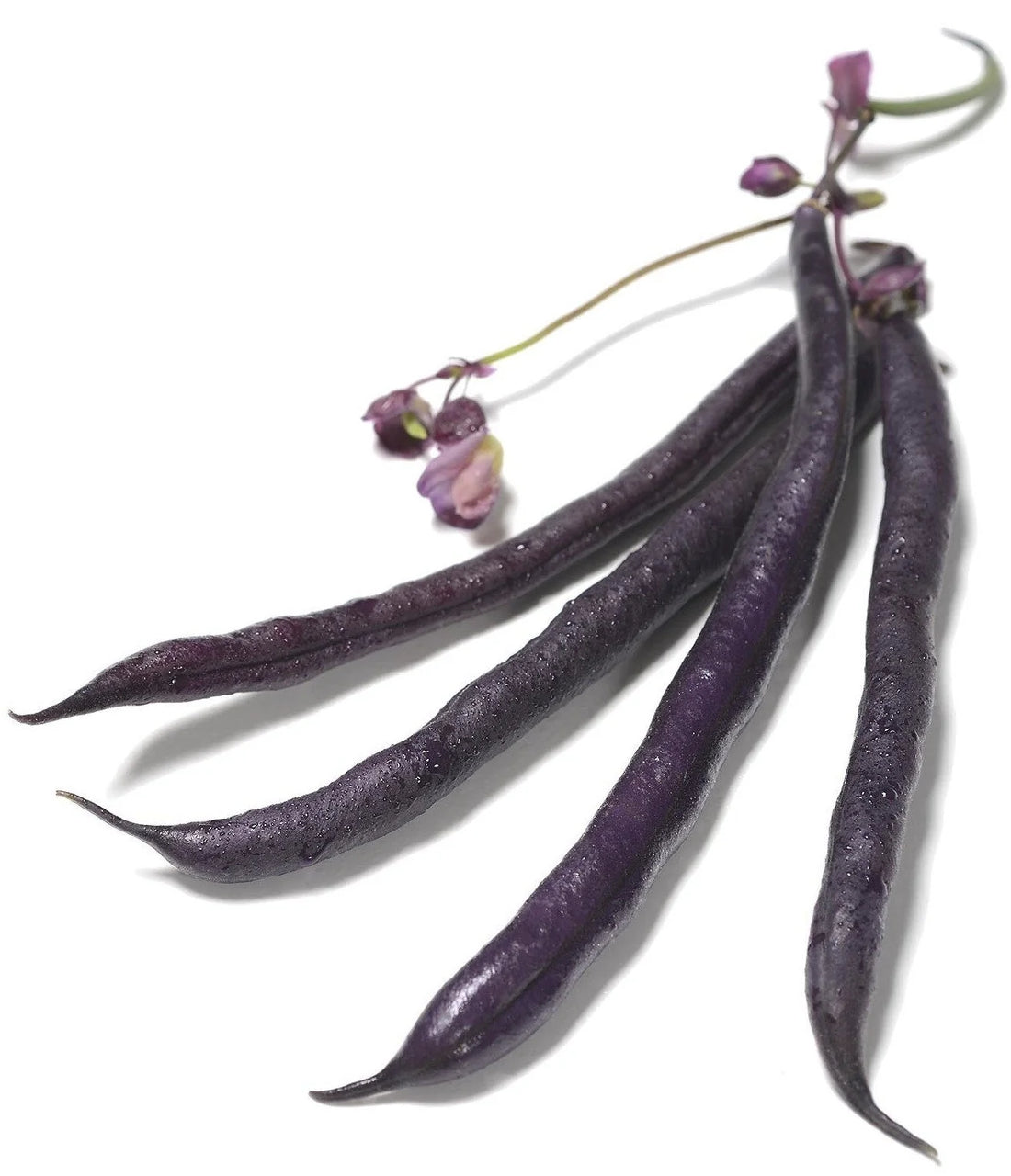 Organic Royalty Purple Bush Bean - Phaseolus vulgaris