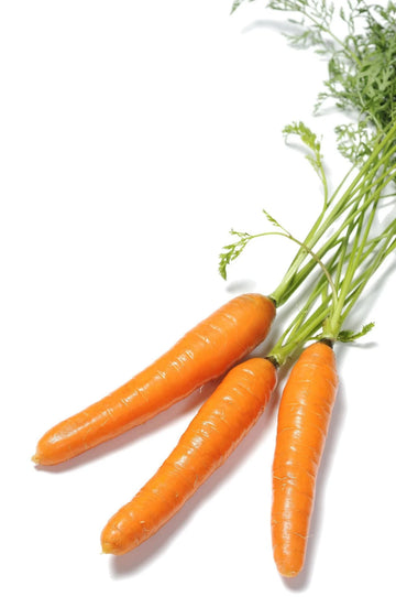 Organic Scarlet Nantes Carrot - Daucus carota