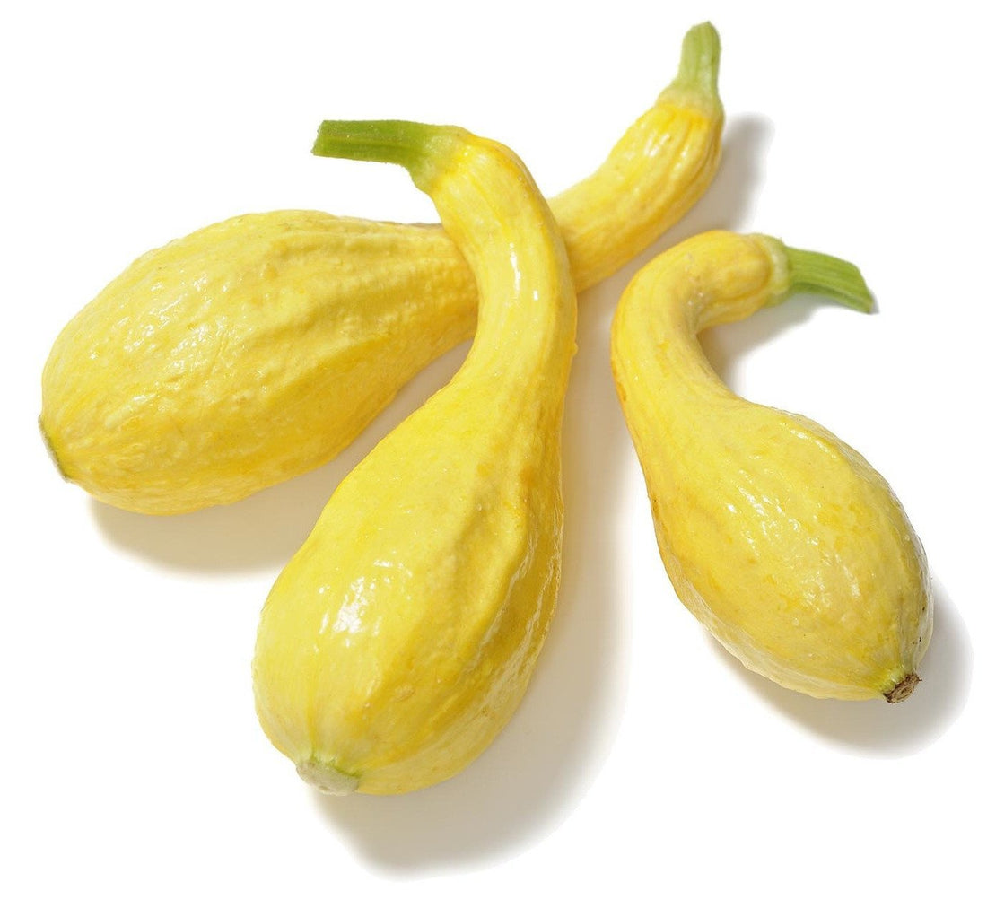 Organic Crookneck Squash -Cucurbita maxima
