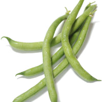 Organic Tendergreen Bush Bean - Phaseolus vulgaris