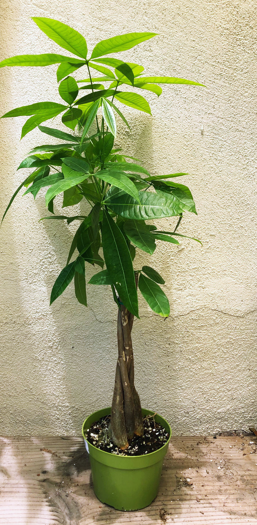 Pachira Aquatica Indoor Costa Farms Braided Money Tree Pachira House