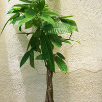 Pachira aquatica (braided money tree)