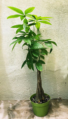 Pachira aquatica (money tree)