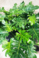 Philodendron ‘Xanadu’