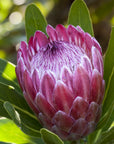 plant material shot