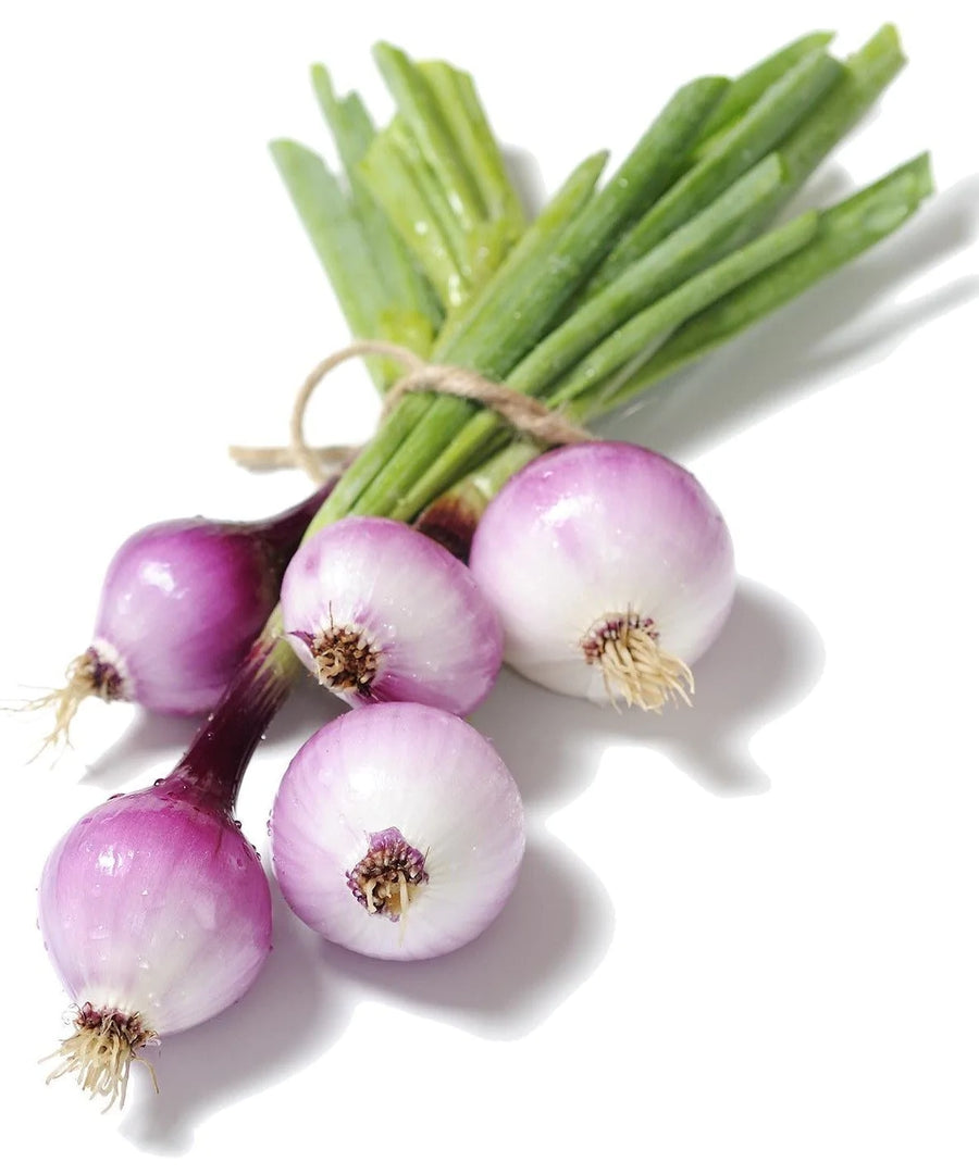 Purplette Onion - Allium cepa