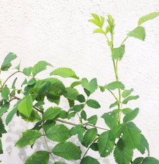Rosa californica 'First Dawn'