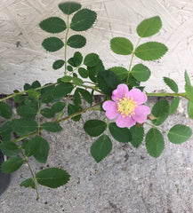 Rosa californica, California Rose Pink Flower