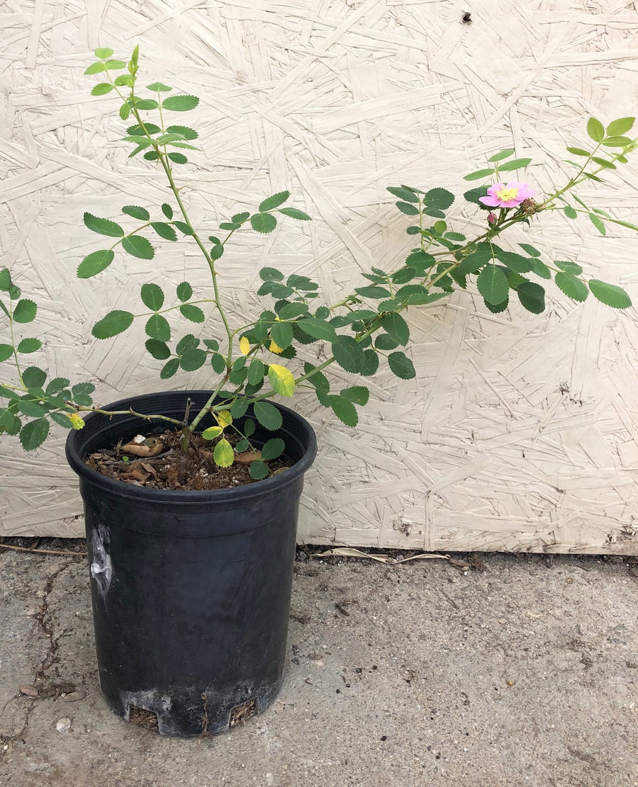Rosa californica, California Rose 1 Gallon