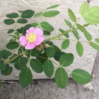 Rosa californica, California Rose Pink Flower and Leaves