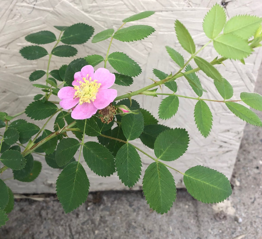 Rosa californica, California Rose Pink Flower and Leaves