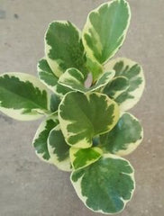Peperomia variegata leaves