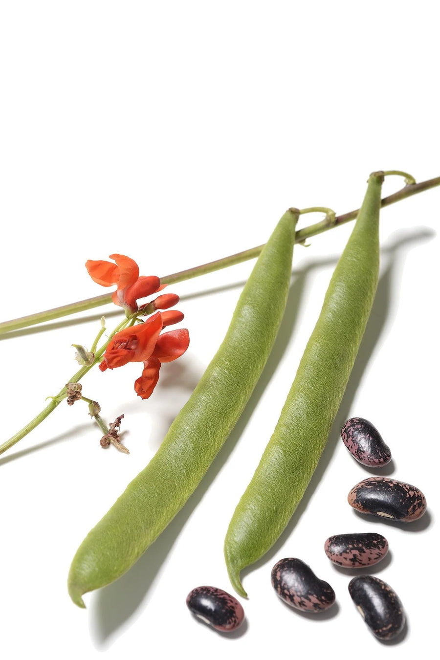 Scarlet Runner Bean - Phaseolus coccineus