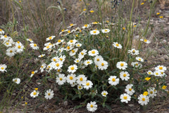 Melampodium Leucanthum, Black Foot Daisy