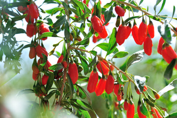 Goji Berry- Red 5 gallon
