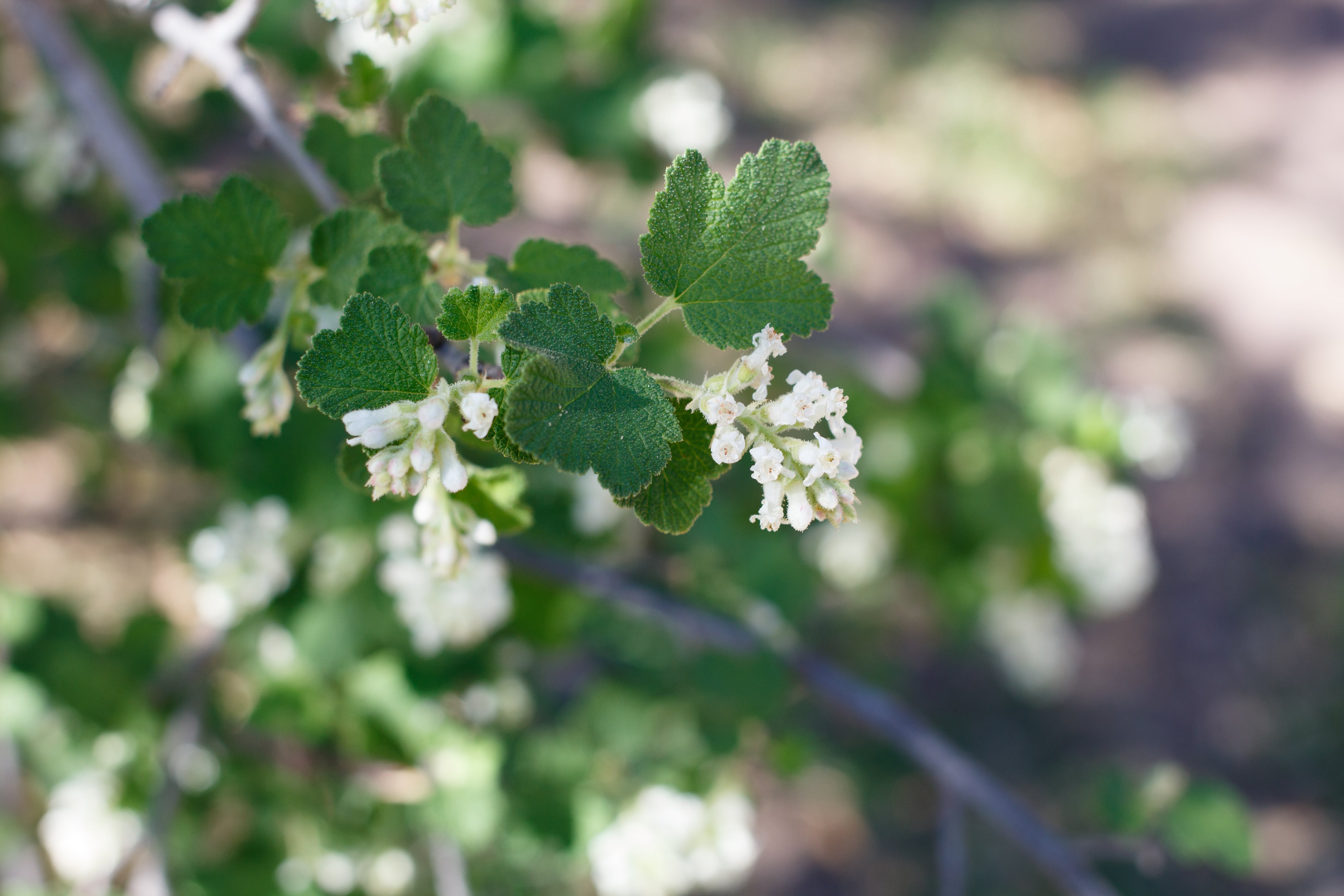 Ribes indecorum, White Flowering Currant – Plant Material
