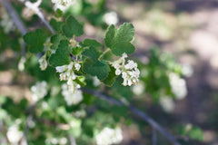 Ribes indecorum, White Flowering Currant