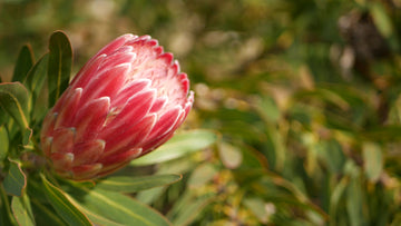 Protea repens Pink