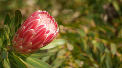 Protea repens Pink