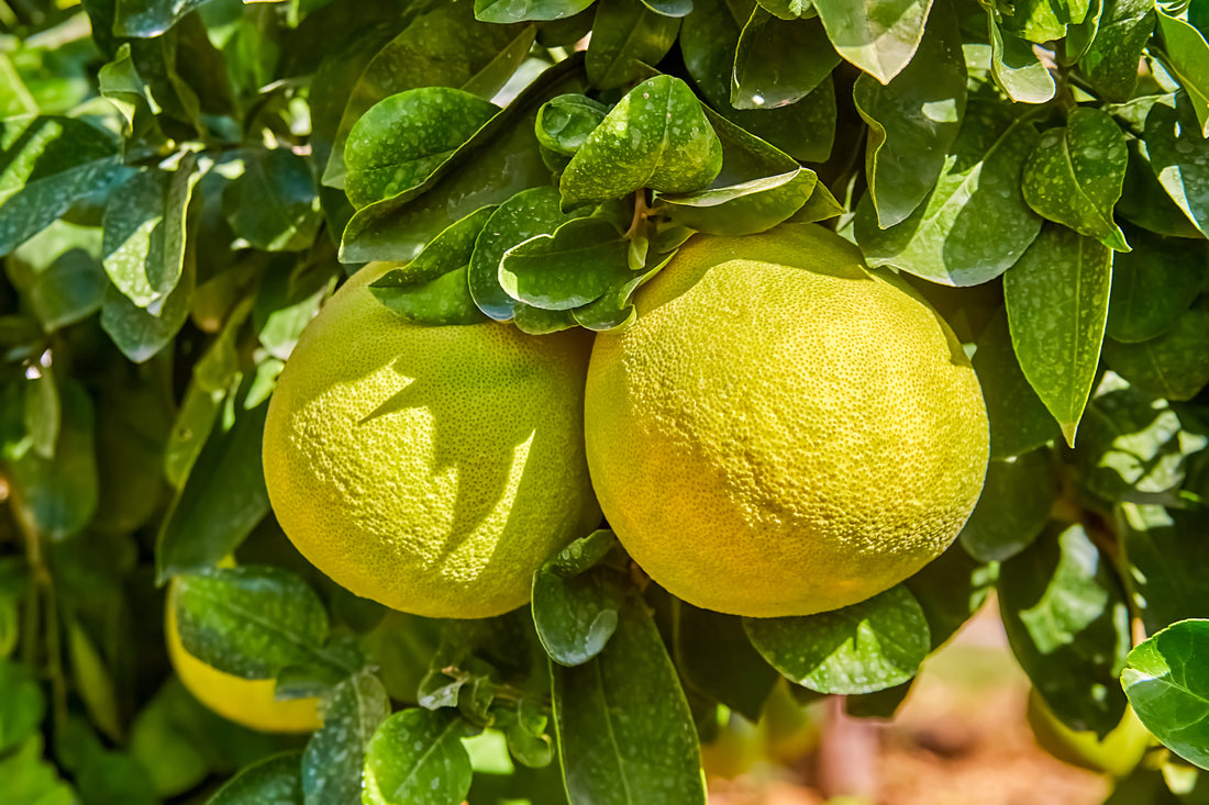 Oro Blanco Grapefruit, semi-dwarf Plant Material Oro Blanco Grapefruit, semi-dwarf Plant Material