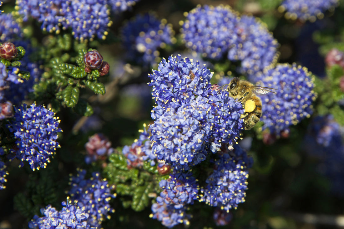 blue jeans lavender plant Ceanothus 'Blue Jeans' – Plant Material