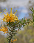 Molonglow  x Robusta Grafted Grevillea