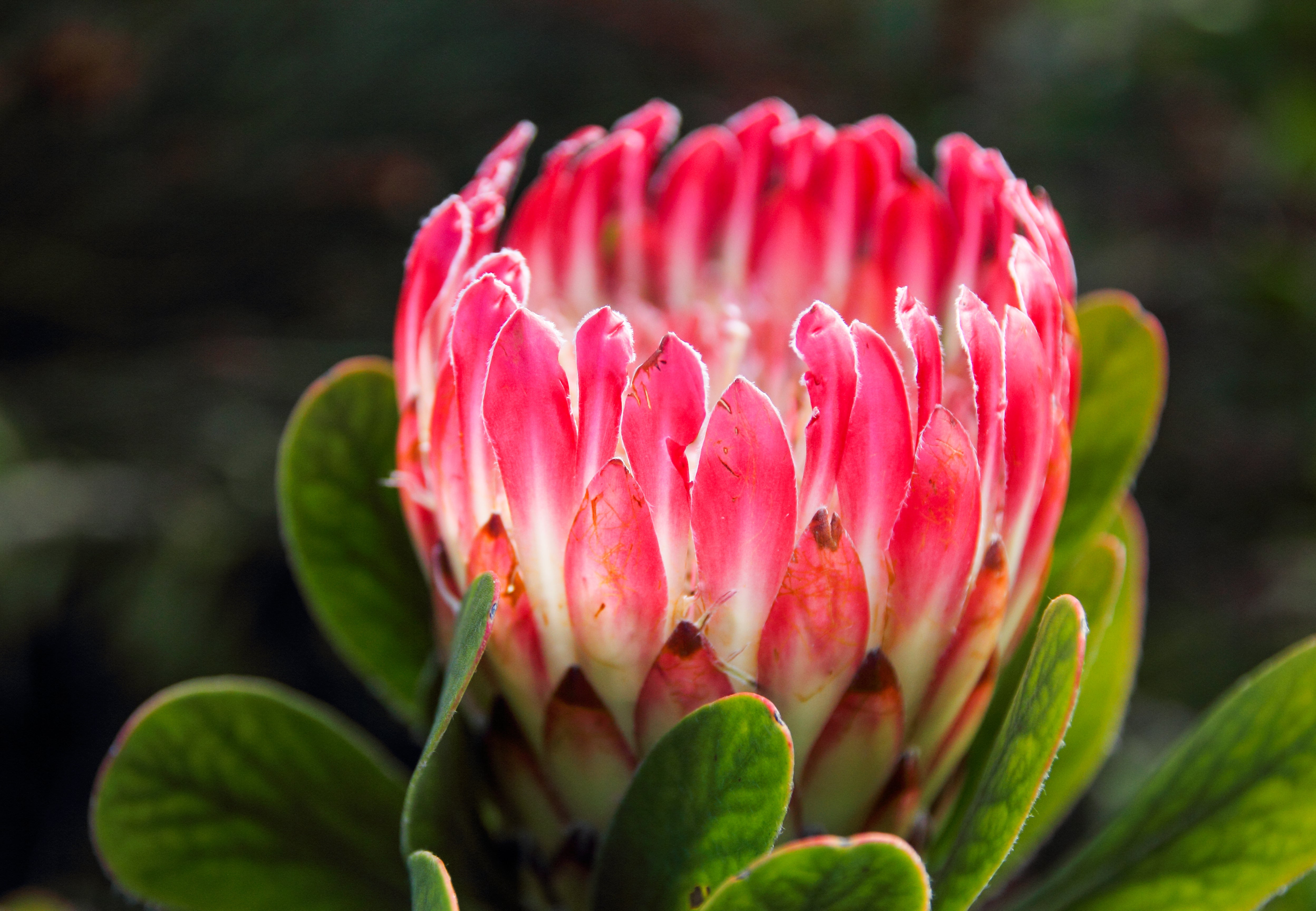 protea indoor plant Protea obtusifolia Red