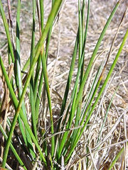 Juncus mexicanus